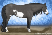 Horse Color:Blue Roan Frame