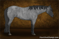 Horse Color:Blue Roan 