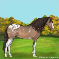 Horse Color:White Spotted Bay Dun Appaloosa 