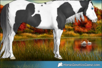 Horse Color:Black Splash Tobiano