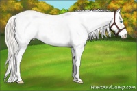 Horse Color:Cremello Sabino and Palomino Pearl Sabino