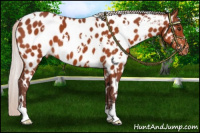 Horse Color:White Spotted Chocolate Silver Bay Appaloosa