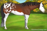Horse Color:Brown Splash Appaloosa 