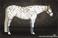 Horse Color:Chocolate Palomino Splash Appaloosa 