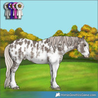 Horse Color:White Spotted Silver Black Near Leopard 