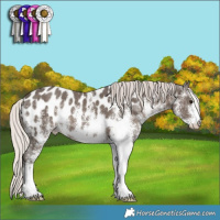 Horse Color:White Spotted Silver Black Appaloosa 