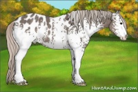 Horse Color:White Spotted Silver Black Appaloosa 