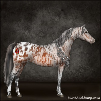 Horse Color:Bay Appaloosa  and Bay Appaloosa 