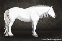 Horse Color:Cremello Sabino Appaloosa  and Gray Cremello Sabino Appaloosa 