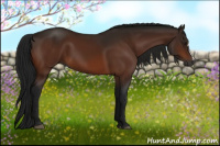 Horse Color:Gray Bay 