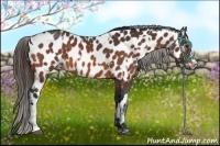 Horse Color:Bay Near Leopard  and Bay Near Leopard 