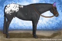 Horse Color:Black Appaloosa