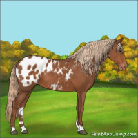 Horse Color:Chestnut Appaloosa