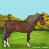 Horse Color:Liver Chestnut 