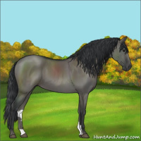 Horse Color:Grullo 