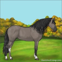 Horse Color:Grullo 