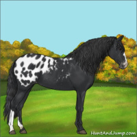 Horse Color:Black Appaloosa