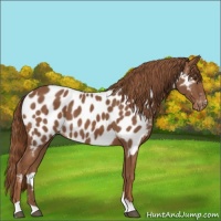 Horse Color:Chestnut Appaloosa