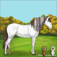 Horse Color:Bay Dun Appaloosa 