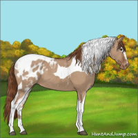 Horse Color:White Spotted Red Dun Tobiano Blanket