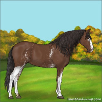 Horse Color:White Spotted Bay 