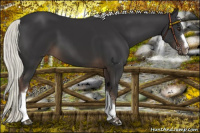 Horse Color:Liver Chestnut Mushroom 