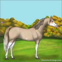 Horse Color:Red Dun Roan Splash Frame Rabicano 