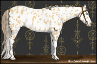 Horse Color:Amber Cream Champagne Leopard 