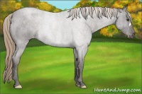 Horse Color:Liver Red Roan Appaloosa Rabicano