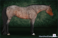 Horse Color:Gray Buckskin Roan 