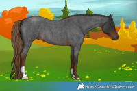 Horse Color:Gray Liver Red Roan 