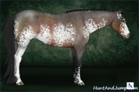 Horse Color:Gray White Spotted Brown Roan