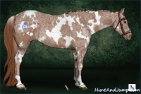 Horse Color:White Spotted Chestnut Ice 