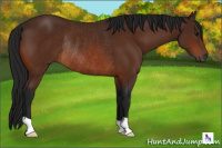 Horse Color:Gray Bay Rabicano