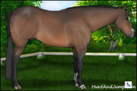 Horse Color:Bay Sabino 