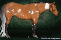 Horse Color:White Spotted Buckskin Rabicano 