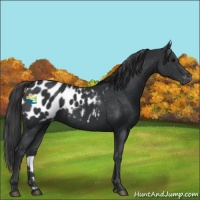 Horse Color:Black Appaloosa