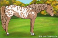 Horse Color:Chestnut Blanket Rabicano 