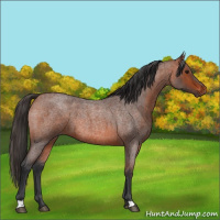 Horse Color:Bay Roan