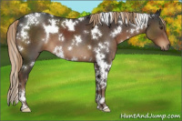 Horse Color:White Spotted Liver Chestnut Sabino 