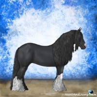 Horse Color:Black 