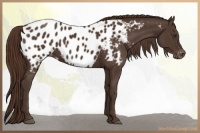 Horse Color:Liver Chestnut Appaloosa 