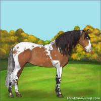 Horse Color:Buckskin Splash Tobiano Rabicano 