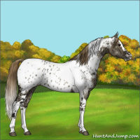 Horse Color:Smoky Grullo Ice Splash Tobiano Appaloosa 
