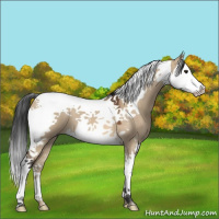 Horse Color:Bay Dun Splash Tobiano 