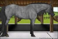 Horse Color:Blue Roan 