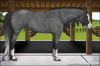 Horse Color:Blue Roan Splash 