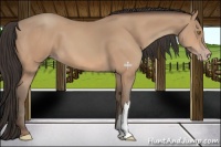 Horse Color:Amber Champagne 