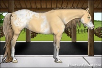 Horse Color:White Spotted Amber Cream Champagne Varnish 