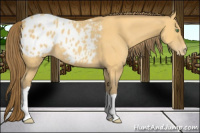 Horse Color:Amber Cream Champagne Appaloosa 